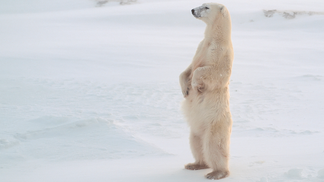 Illustration for article titled Heartbreaking Photos Of Polar Bears Who Will Die Before The Next ‘Metroid Prime’ If Nintendo Doesn’t Get Their Shit Together